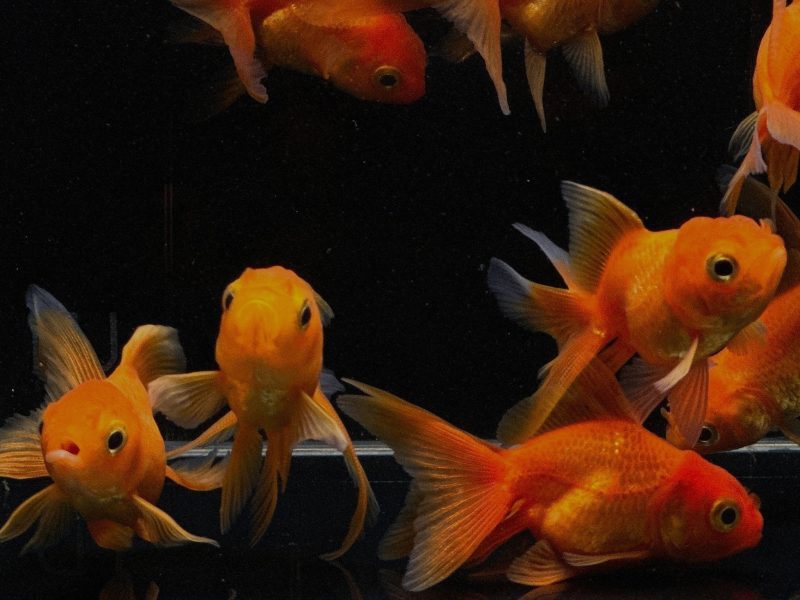 red oranda goldfish 2 25 626551