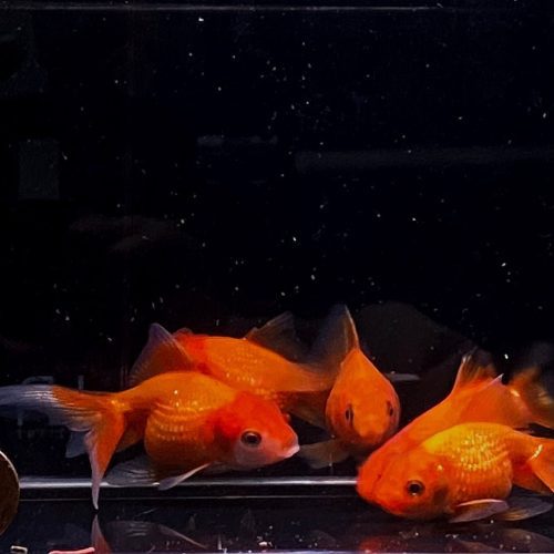 red pearlscale goldfish 2 25 554484