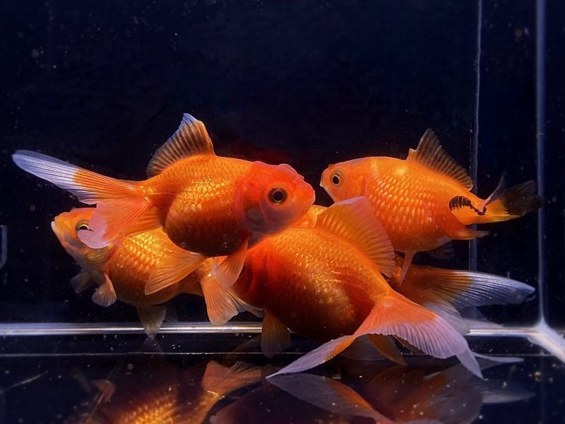 red pearlscale goldfish 2 25 671662