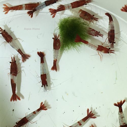 red rili shrimp 186058