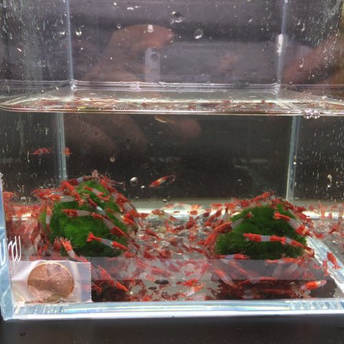 red rili shrimp 391618