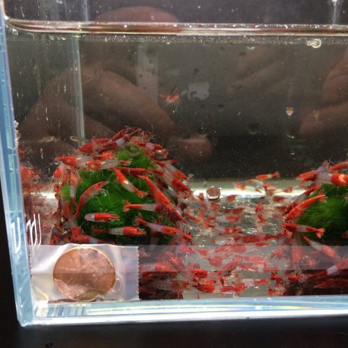 red rili shrimp 774538