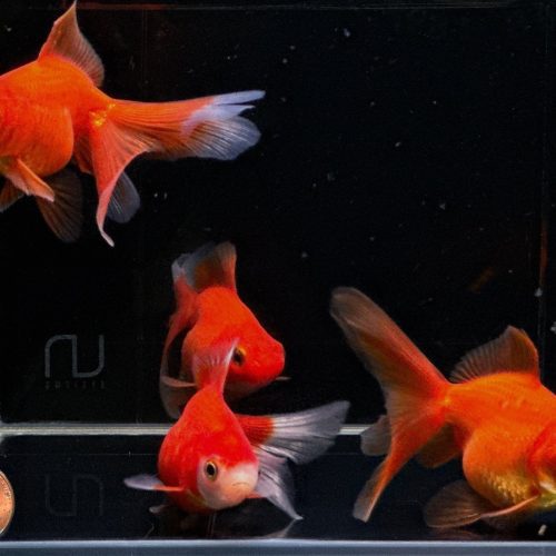 red ryukin goldfish 3 566797