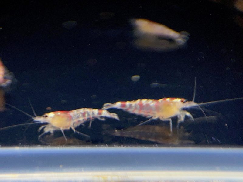 red tiger shrimp 761485