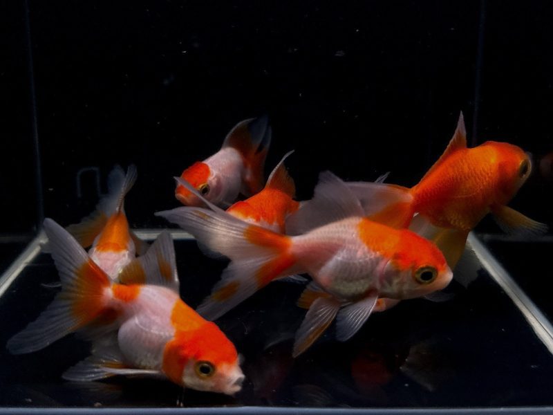 red white oranda goldfish 2 25 813477