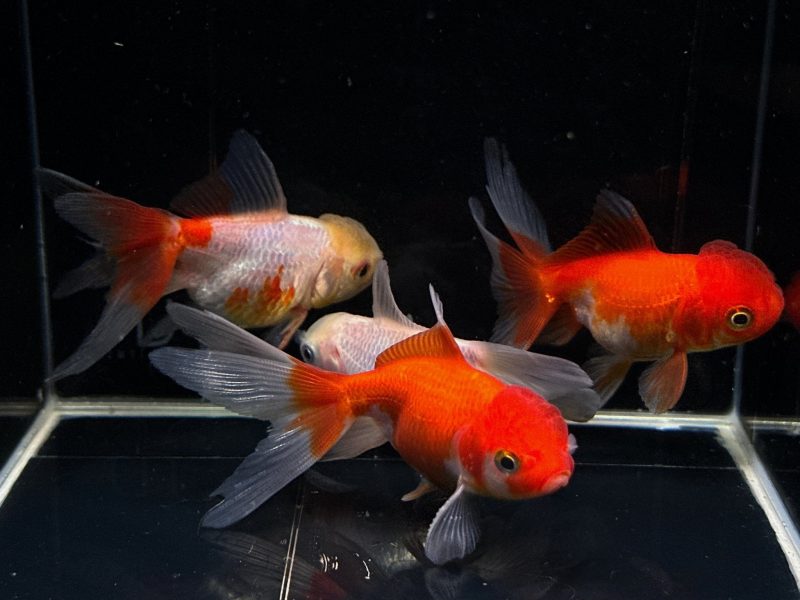 red white oranda goldfish 3 806073