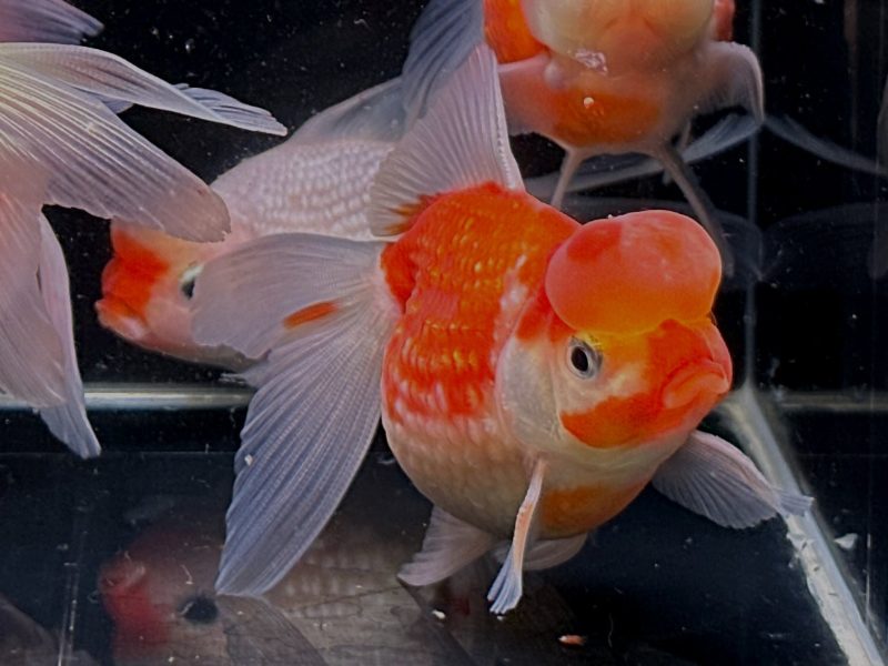 red white pearlscale oranda goldfish 35 161113