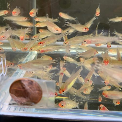 rummynose tetra size s 393601