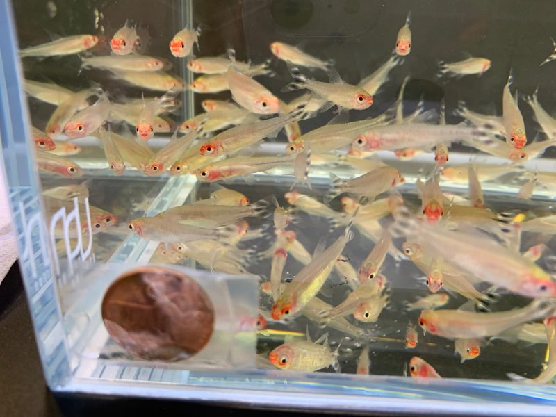 rummynose tetra size s 393601