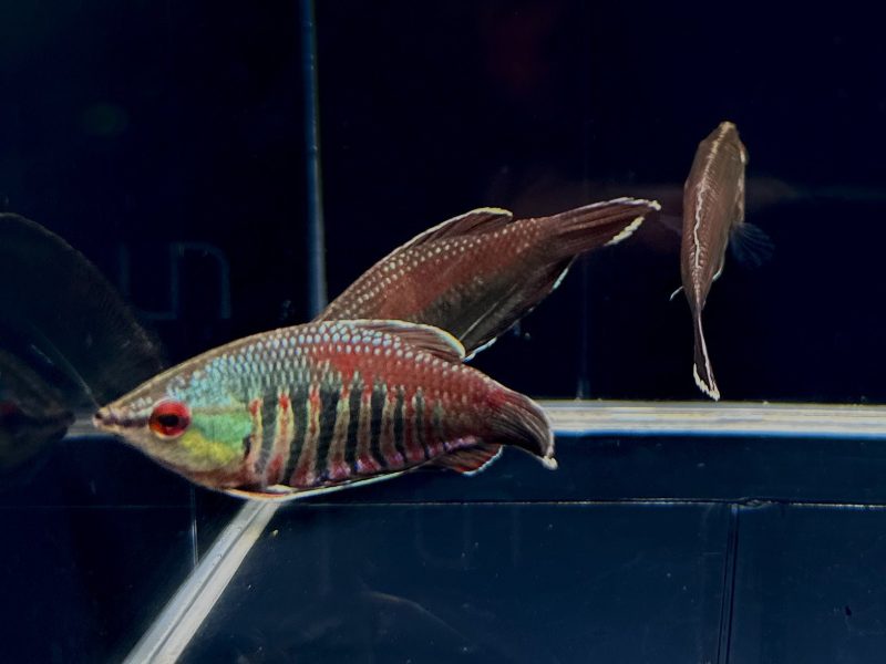 samurai gourami 567570