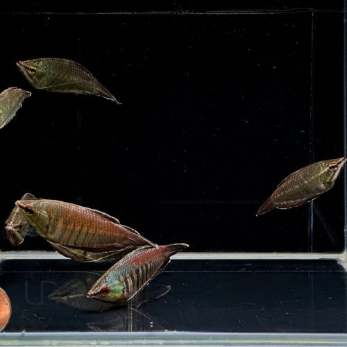 samurai gourami 935493