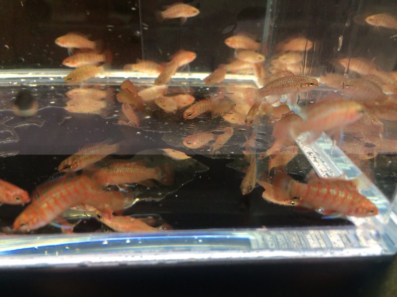 scarlet badis 740072