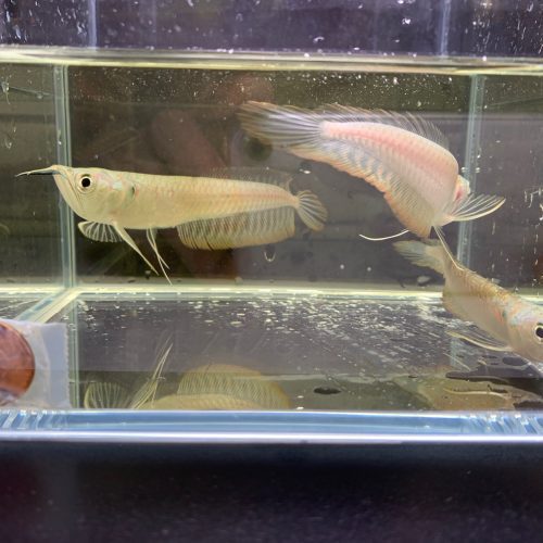 silver arowana 829252