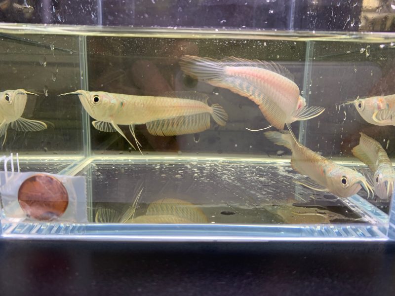 silver arowana 829252