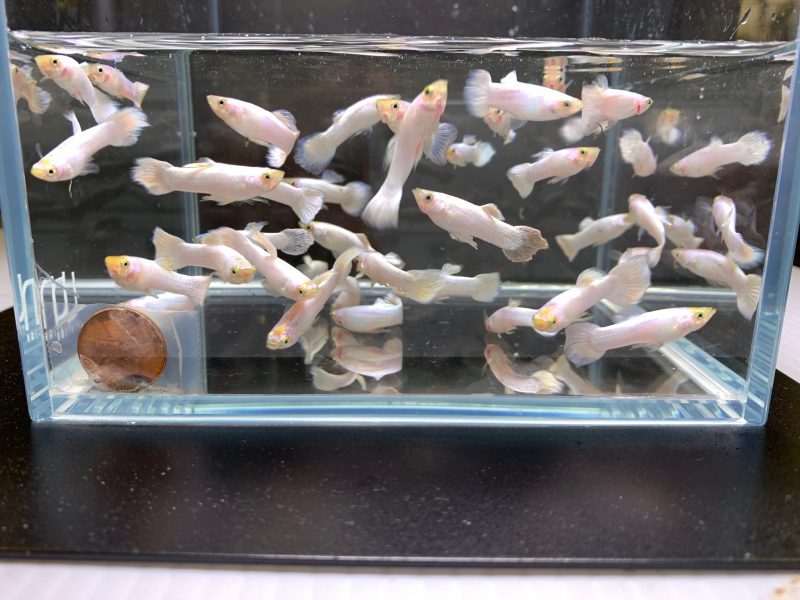 snow white guppy males 687766