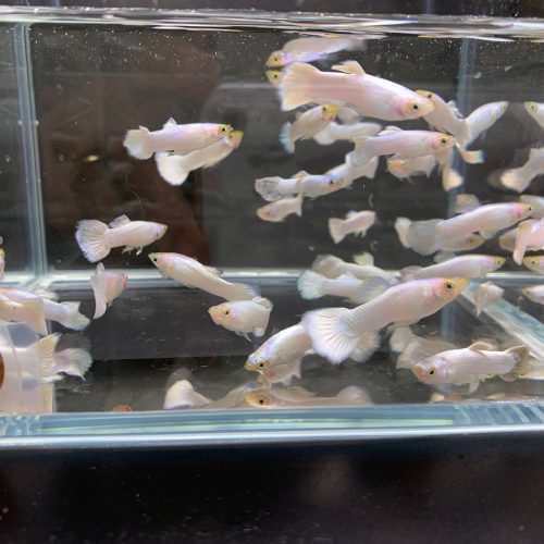 snow white guppy males 898622