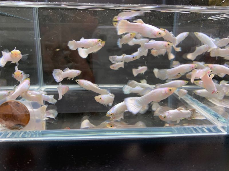 snow white guppy males 898622