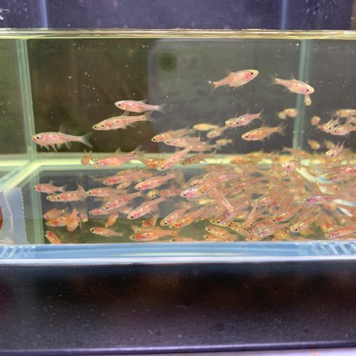 strawberry rasbora 833682