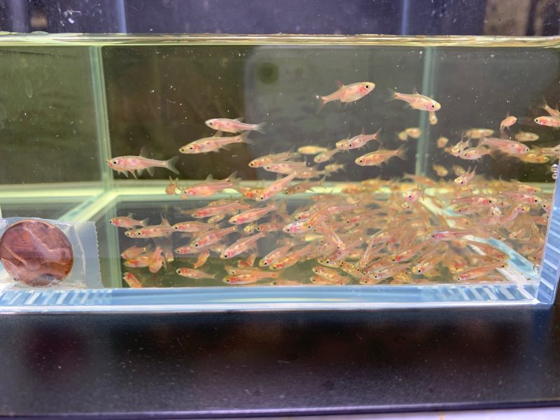 strawberry rasbora 833682