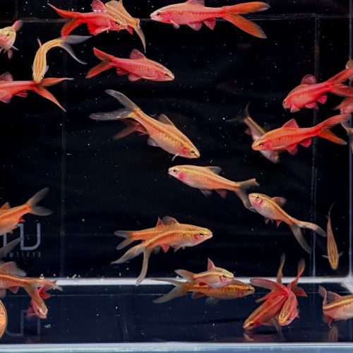 veiltail cherry barb 184704