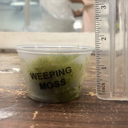 weeping moss 283160